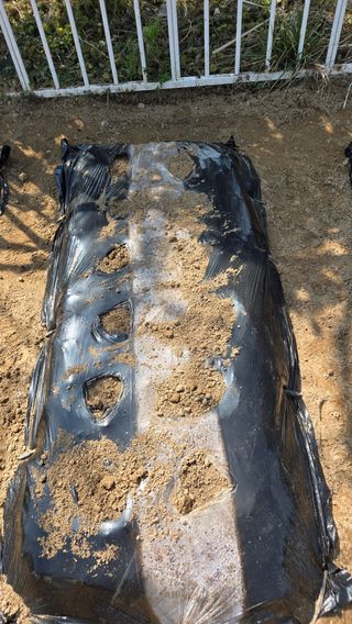 윤두현님의 감자 · 영농일지 작성글 사진