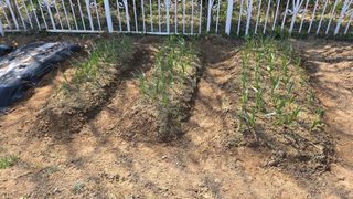 윤두현님의 감자 · 영농일지 작성글 사진