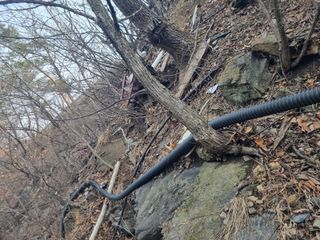 김용대님의 마늘 · 영농일지 작성글 사진