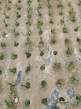 이상욱님의 마늘 · 영농일지 작성글 사진