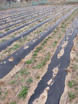 상추20832님의 기타작물 · 영농일지 작성글 사진