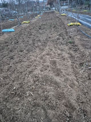 고구마23041님의 마늘 · 영농일지 작성글 사진