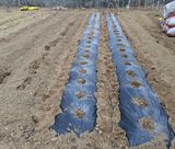 팜모닝 감자·영농일지 게시글 이미지