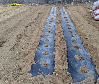 철남 김희곤님의 감자 · 영농일지 작성글 사진