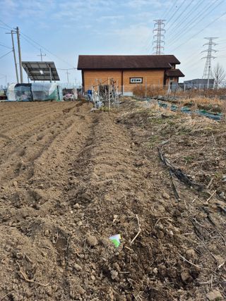 박순례님의 감자 · 영농일지 작성글 사진