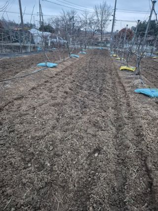 고구마23041님의 마늘 · 영농일지 작성글 사진
