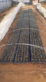 팜모닝 기타작물·영농일지 게시글 이미지