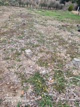 팜모닝 기타작물·영농일지 게시글 이미지