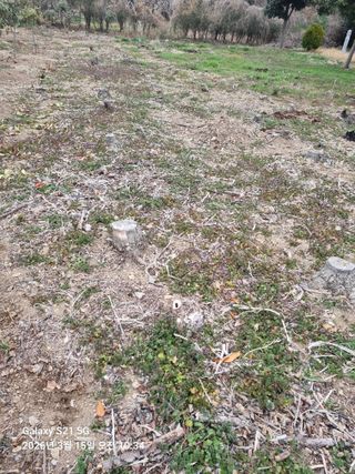 조애순님의 기타작물 · 영농일지 작성글 사진