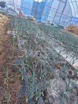 팜모닝 양파·영농일지 게시글 이미지