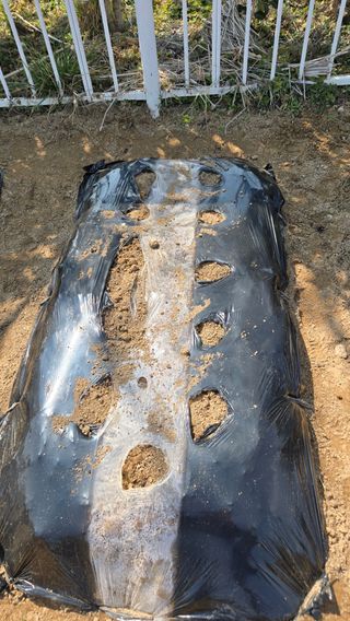 윤두현님의 감자 · 영농일지 작성글 사진