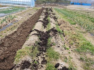 김제일주농장님의 고추 · 영농일지 작성글 사진