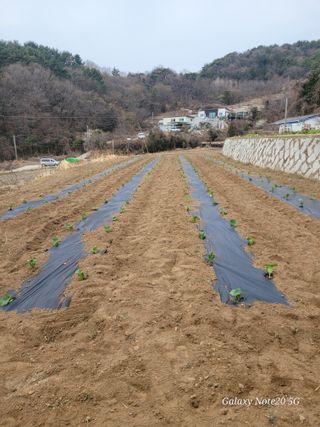 하정애님의 기타작물 · 영농일지 작성글 사진