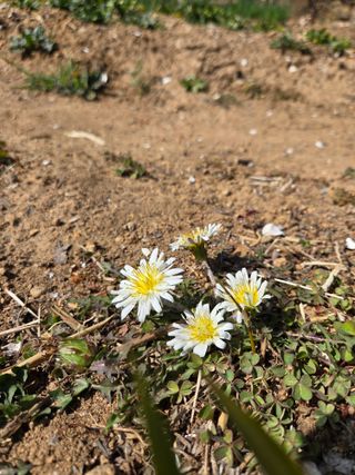한병훈님의 마늘 · 영농일지 작성글 사진