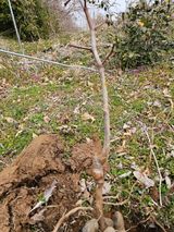 팜모닝 기타작물·영농일지 게시글 이미지