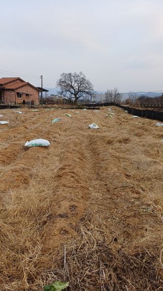 박순덕님의 기타작물 · 영농일지 작성글 사진