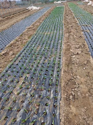 돌고개농장님의 마늘 · 영농일지 작성글 사진