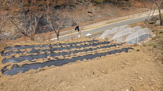 박춘배님의 감자 · 영농일지 작성글 사진