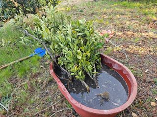 모래알님의 귤 · 영농일지 작성글 사진