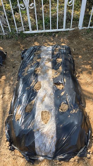 윤두현님의 감자 · 영농일지 작성글 사진