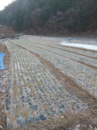 반영숙님의 마늘 · 영농일지 작성글 사진