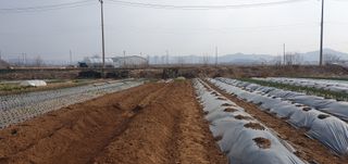 김익중님의 고추 · 영농일지 작성글 사진