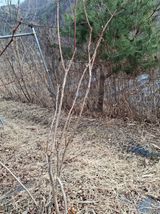 팜모닝 블루베리·영농일지 게시글 이미지