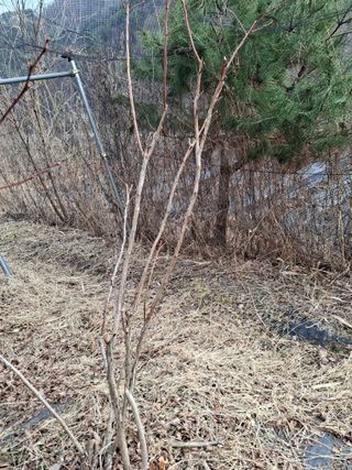 황인근님의 블루베리 · 영농일지 작성글 사진