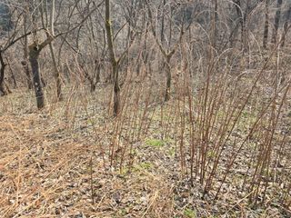 김대기님의 기타작물 · 영농일지 작성글 사진