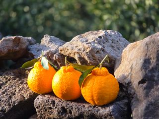 산방자연농원님의 귤 · 영농일지 작성글 사진