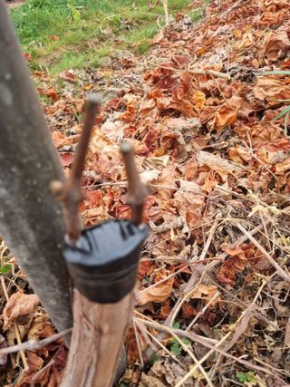 최기동님의 포도 · 영농일지 작성글 사진