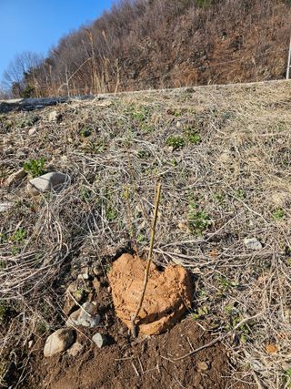 황종현님의 기타작물 · 영농일지 작성글 사진