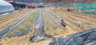 박상중님의 마늘 · 영농일지 작성글 사진