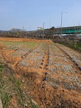 팜모닝 마늘·영농일지 게시글 이미지