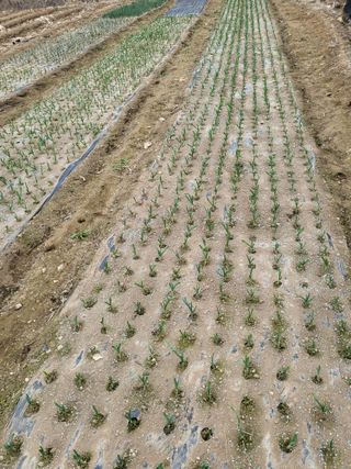 이상욱님의 마늘 · 영농일지 작성글 사진