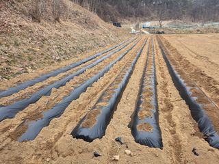 최경림님의 감자 · 영농일지 작성글 사진