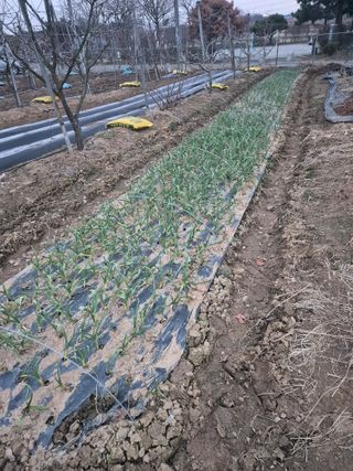 고구마23041님의 마늘 · 영농일지 작성글 사진