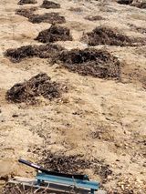 팜모닝 기타작물·영농일지 게시글 이미지