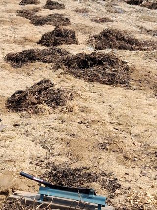 전복수님의 기타작물 · 영농일지 작성글 사진