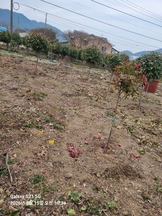 조애순님의 기타작물 · 영농일지 작성글 사진