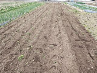 김제일주농장님의 고추 · 영농일지 작성글 사진