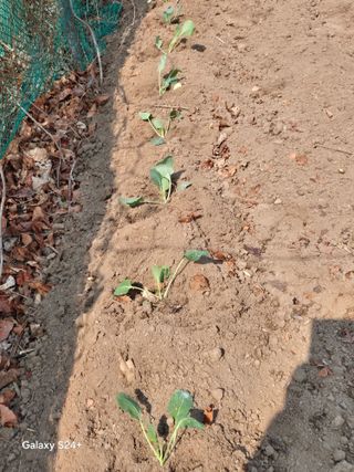 진문거사님의 기타작물 · 영농일지 작성글 사진