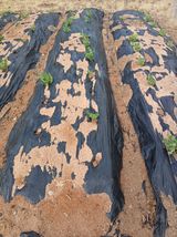 팜모닝 콩·영농일지 게시글 이미지