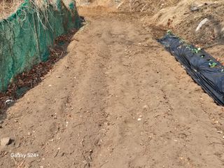 진문거사님의 기타작물 · 영농일지 작성글 사진