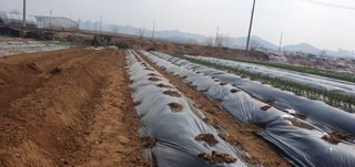 김익중님의 고추 · 영농일지 작성글 사진