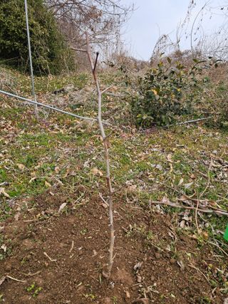 황종현님의 기타작물 · 영농일지 작성글 사진