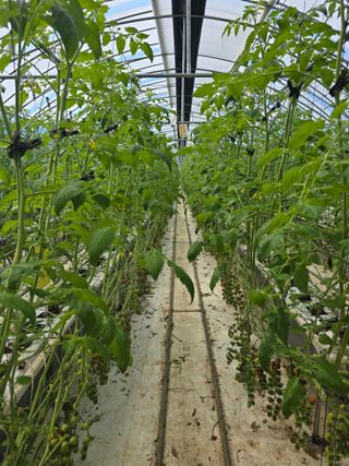 김호진님의 토마토 · 영농일지 작성글 사진