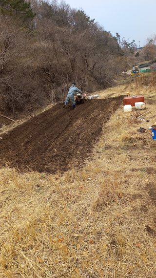초보 구찌뽕님의 감자 · 영농일지 작성글 사진