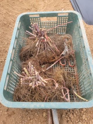 이용찬 열매마농원님의 기타작물 · 영농일지 작성글 사진