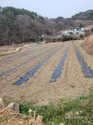 하정애님의 기타작물 · 영농일지 작성글 사진